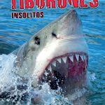 Tiburones insólitos