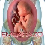 El embarazo